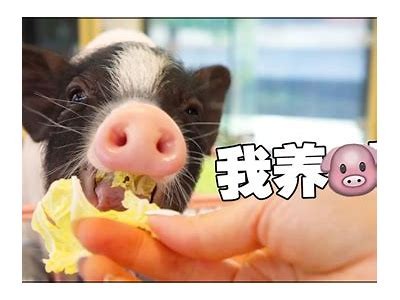 猪猪成人短视频免费在线观看